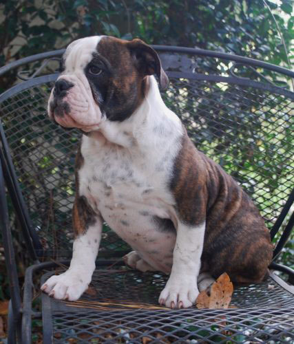 Old English Bulldog Adult Dog Ares