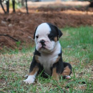 Old English Bulldog Adult Dog Bailey