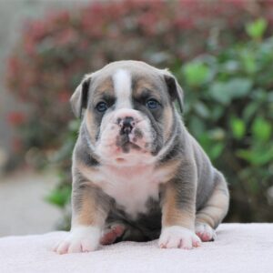 Old English Bulldog Adult Dog Bane