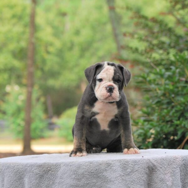 Old English Bulldog Adult Dog Barbie