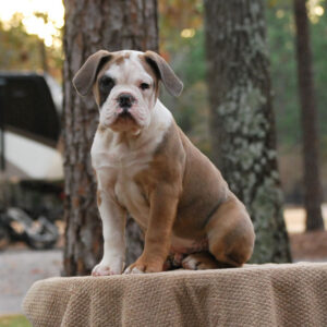 Old English Bulldog Adult Dog Baxter