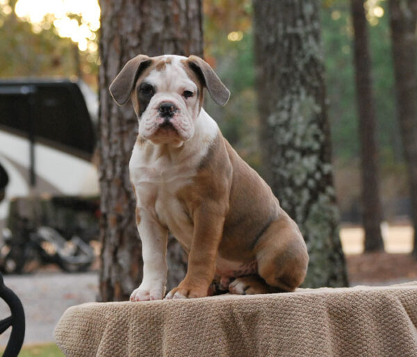 Old English Bulldog Adult Dog Baxter