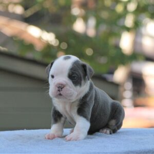 Old English Bulldog Adult Dog Bear