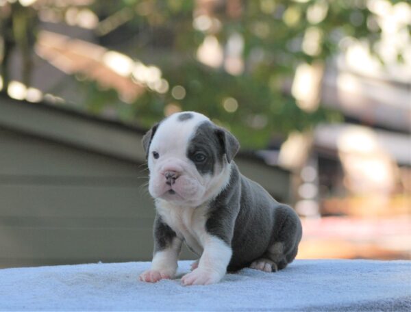 Old English Bulldog Adult Dog Bear