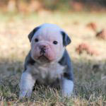 Old English Bulldog Adult Dog Beau