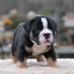 Old English Bulldog Adult Dog Beauregard