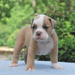 Old English Bulldog Adult Dog Benny