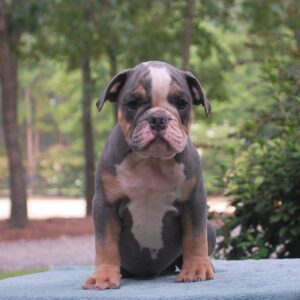 Old English Bulldog Adult Dog Bo