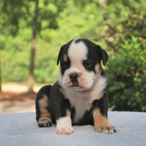 Old English Bulldog Adult Dog Betty