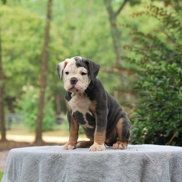 Old English Bulldog Adult Dog Betty