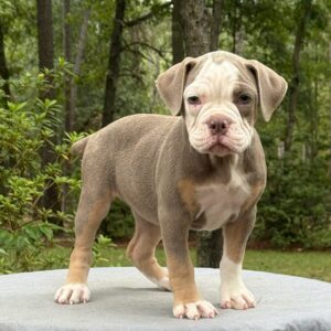 Old English Bulldog Adult Dog Betty lou