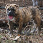 Old English Bulldog Adult Dog Bianca