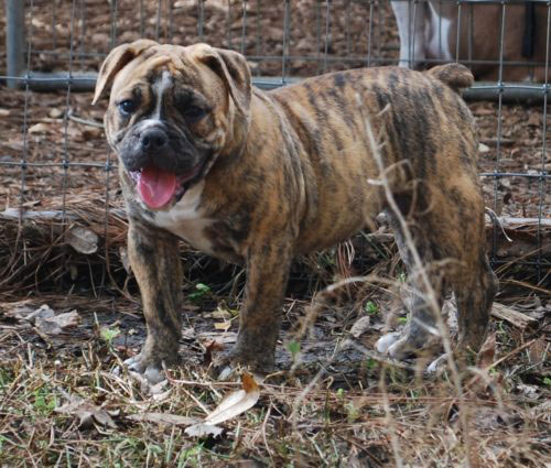 Old English Bulldog Adult Dog Bianca