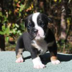 Old English Bulldog Adult Dog Binx