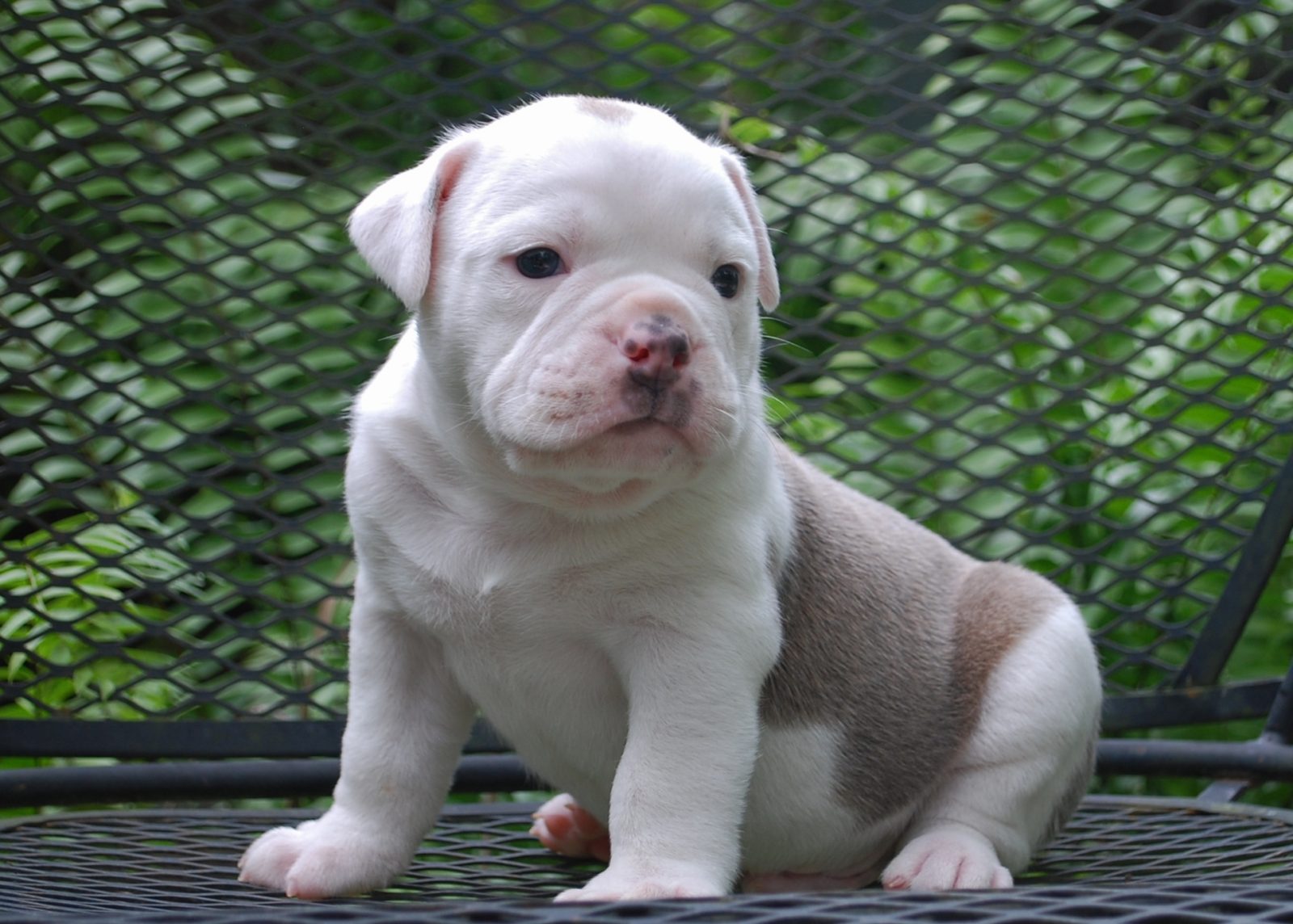 Olde English Bulldogge Puppy Colors | Olde South Bulldogges