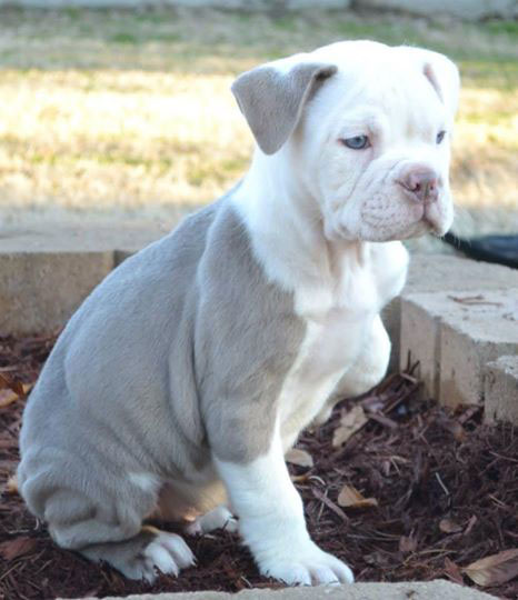 Lilac Olde English Bulldogge Puppies For Sale