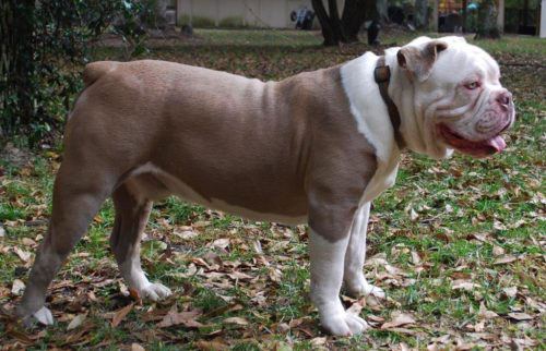 Old English Bulldog Adult Dog Bishop