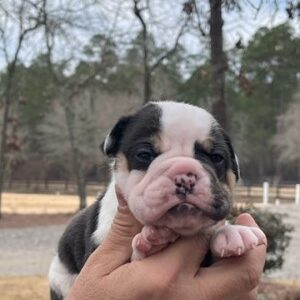 Old English Bulldog Adult Dog Fanny