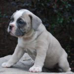 Old English Bulldog Adult Dog Blossom