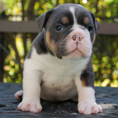What Kind of Puppy is Right for Me? - Olde South Bulldogges