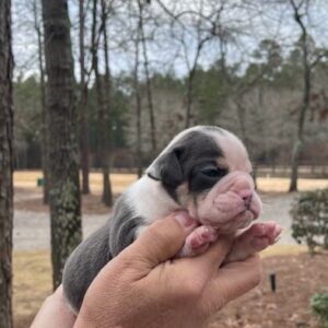 Old English Bulldog Adult Dog Frankie