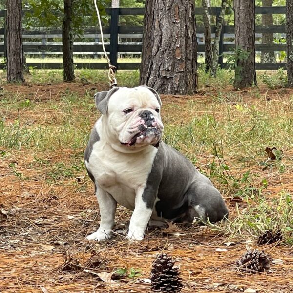 Old English Bulldog Adult Dog Bo