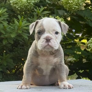 Old English Bulldog Adult Dog Bobbie Jo