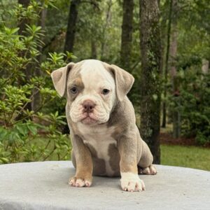 Old English Bulldog Adult Dog Bobbie Jo