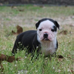 Old English Bulldog Adult Dog Bonnet