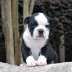 Old English Bulldog Adult Dog Boo