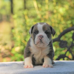 Old English Bulldog Adult Dog Boone