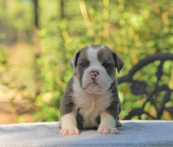 Old English Bulldog Adult Dog Boone