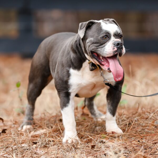 Old English Bulldog Adult Dog Boots