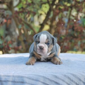 Old English Bulldog Adult Dog Bosco