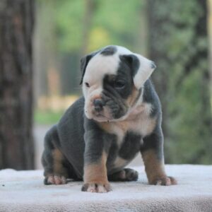 Old English Bulldog Adult Dog Brandi