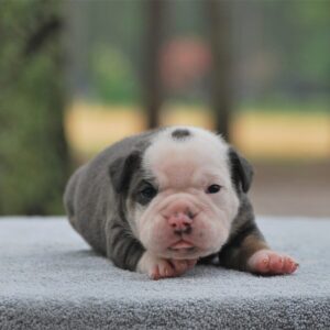 Old English Bulldog Adult Dog Bully