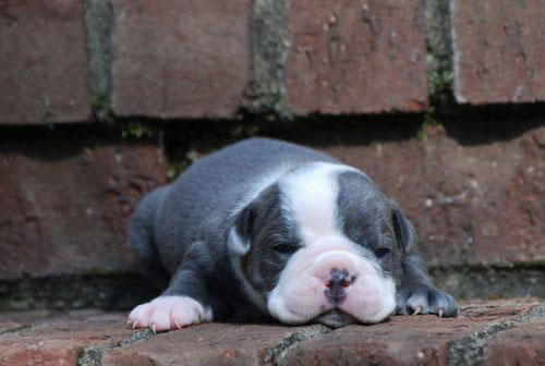 Old English Bulldog Adult Dog Calvin