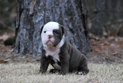 Old English Bulldog Adult Dog Carter