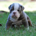 Old English Bulldog Adult Dog Cash (SOLD)