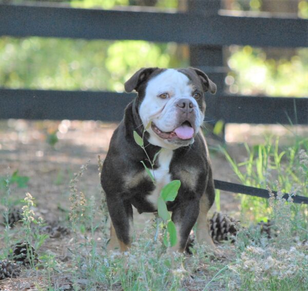 Old English Bulldog Adult Dog Charlotte