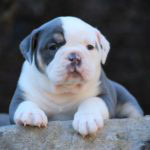 Old English Bulldog Adult Dog Charlotte