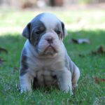 Old English Bulldog Adult Dog Charlie (SOLD)