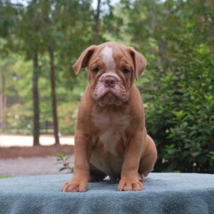 Old English Bulldog Adult Dog Chester