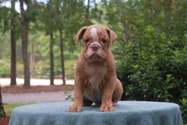 Old English Bulldog Adult Dog Chester