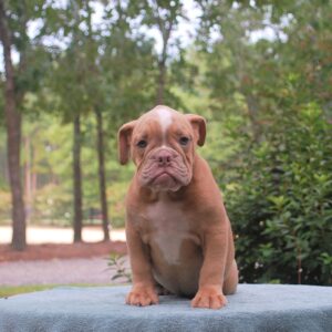 Old English Bulldog Adult Dog Chip