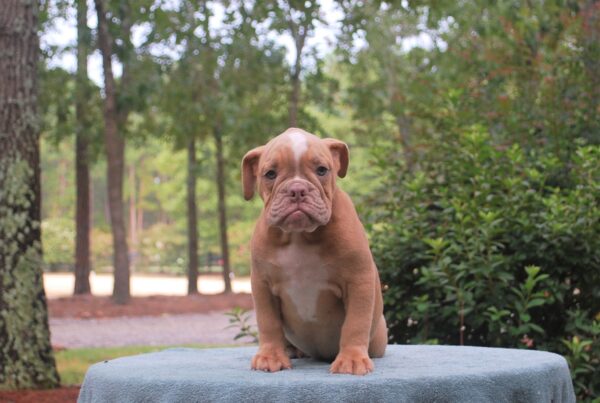 Old English Bulldog Adult Dog Chip