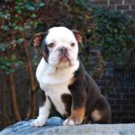 Old English Bulldog Adult Dog Chip