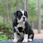 Old English Bulldog Adult Dog Chloe