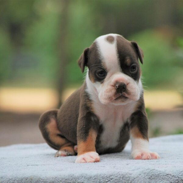 Old English Bulldog Adult Dog Wendy