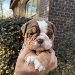 Old English Bulldog Puppy 